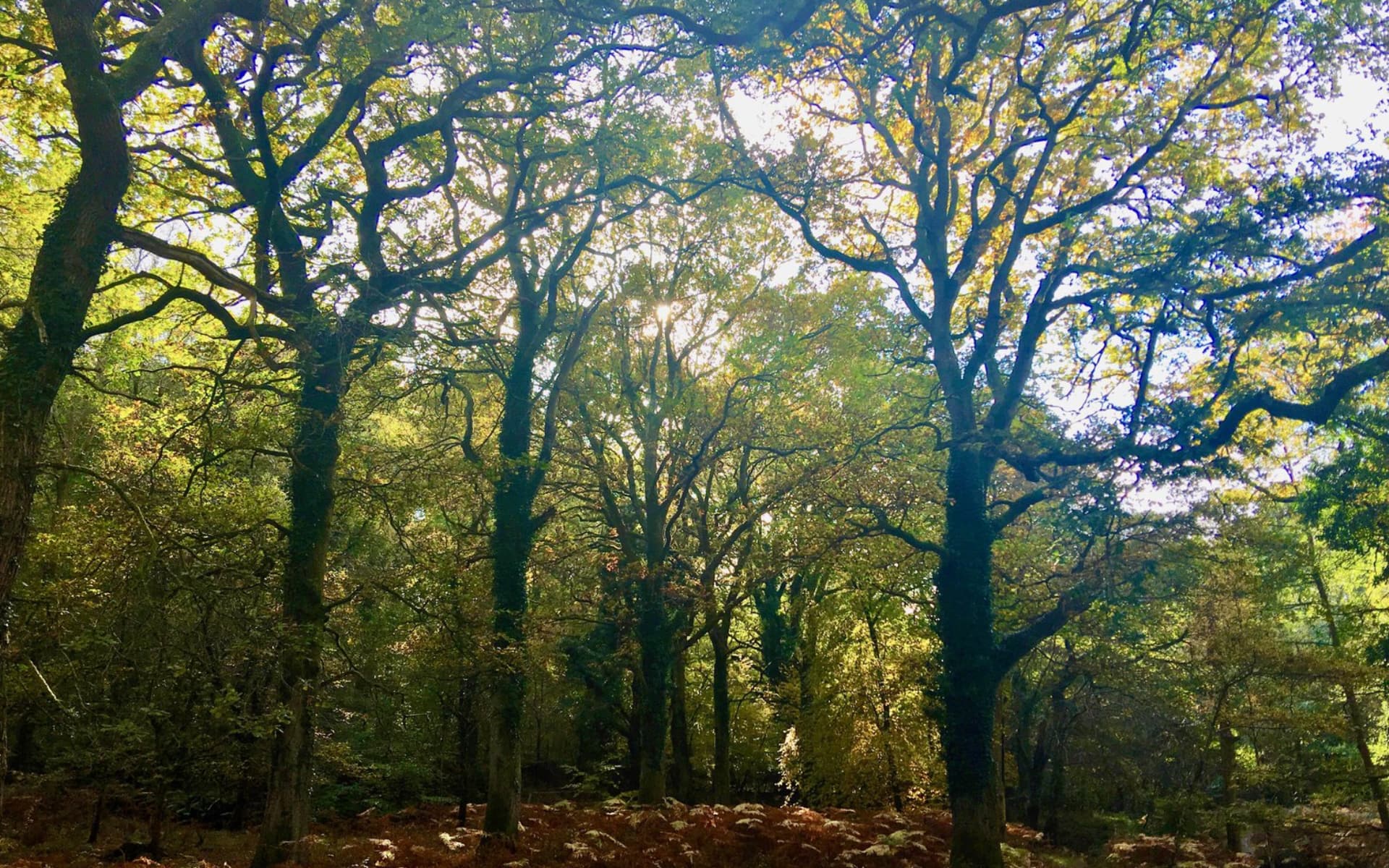 Young trees in a British woodland planted through Omni’s carbon offsetting